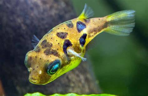 indian pea puffer|are pea puffer fish poisonous.